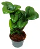 Mini-Pflanze Zamio Palme Zamioculcas zamiifolia Glücksfeder Produktbild-Vorschau 2