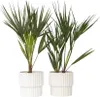 Two potted palm plants are shown against a white background. Podgląd zdjęcia produktu