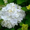 A close-up of a white hydrangea flower with green leaves and a small yellow bud. Produktbild-Vorschau
