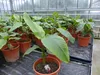 Bananenstaude Banane Musa Velutina 80 cm, rosa Zwergbanane, Produktbild-Vorschau 8