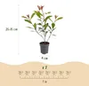 Green boutiQ - 40x Photinia fraseri Carre Rouge - Produktbild-Vorschau 3