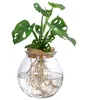 Dehner Waterplant Fensterblatt, Monstera adansonii, Produktbild-Vorschau 1