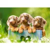 Castorland Puzzle Cute Puppies - 500 Teile Tiere Produktbild-Vorschau 1