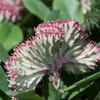 Bloomique - Euphorbia Lactea Cristata - Roślina kaktusowa - Podgląd zdjęcia produktu 3