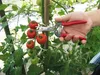 ARS Sécateurs | Ciseaux à fruits | Ciseaux de fleuriste | Voir les images du produit 6