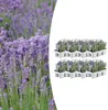 Levandule pravá (Lavandula angustifolia) Ø7cm x V 15cm, 48 Náhled obrázku produktu 2