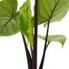 Alocasia "Black Cobra" - Schwarze Kobra - Elefantenohr - Produktbild-Vorschau 4