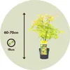 A potted Japanese Maple tree with a height and pot size indicator. Produktbild-Vorschau