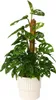 Fensterblatt - Monstera adansonii 'Monkey Mask' - Höhe Produktbild-Vorschau 5