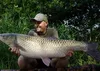 Tandem Baits Carp Food Perfection Mini Hookers Reiner Produktbild-Vorschau 4