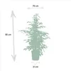 Ficus Benjamina Danielle - Ø21cm - ↕95cm + Ficus Benjamina Produktbild-Vorschau 5