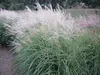 Stauden Gänge 1 x Miscanthus sinensis 'Silberspinne' im 1 Produktbild-Vorschau 6