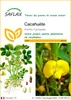 SAFLAX  - Cacahuète - 8 graines - Arachis Voir les images du produit 1