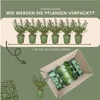 Plants by Frank | Stechpalmen Hecke | Ilex Crenata 'Jenny' Produktbild-Vorschau 6