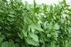 SAFLAX - Garden in the bag - Bio - Lubczyk - 100 Nasiona - Podgląd zdjęcia produktu 5