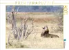 Calvendo Löwe, Botswana 1000 Teile Puzzle quer 640x480mm, Produktbild-Vorschau 3