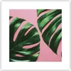 Poster - Poster ohne Rahmen - Monstera Blatt Rosa - 30x30 Produktbild-Vorschau 1