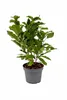Magnolie ‘Susan’ 60–80 cm – Duftende Zwergmagnolie im Topf, Produktbild-Vorschau 4