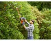 Black & Decker Elektro-Heckensch.,550W,60cm,25mm,Sägebl Anteprima dell’immagine prodotto 1