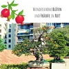 Exotische Bonsai Samen mit hoher Keimrate - Pflanzen Samen Produktbild-Vorschau 2