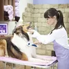 Hřeben na blechy pro kočky a psy, elektronický hřeben na Náhled obrázku produktu 3