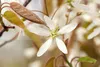 A close-up of a white flower with green accents in the center, surrounded by brown and green leaves and branches. Produktbild-Vorschau