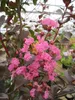 Kräuselmyrte Turenne - Lagerstroemia Indica - Kreppmyrte - Produktbild-Vorschau 1