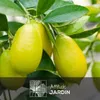 Limequat - agrume méditerranéen - arbre fruitier - ↕ Voir les images du produit 2