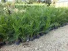 A row of potted palm trees for sale in a nursery or garden center. Náhled obrázku produktu