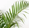 Bloomique - Dypsis Lutescens - Złota palma - Areca - Palma Podgląd zdjęcia produktu 3