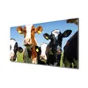 banjado Spritzschutz Küchenrückwand 60x120cm aus Glas Kühe Produktbild-Vorschau 2