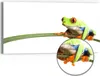DEQORI Hybrid Leinwand Bild 60x30 cm 'Neugieriger Frosch' Produktbild-Vorschau 1