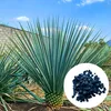Exotické semená - Yucca Rigida - balenie 5 ks - Náhľad obrázku produktu 1