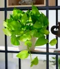 A potted plant with bright green leaves sits on a shelf. Produktbild-Vorschau