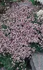 6 x Gypsophila repens 'Rosea' - Gypsophile - pot 9 x 9 cm Voir les images du produit 2