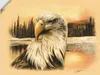 ARTland Wandbild, selbstklebend Weißkopfseeadler handgemalt Produktbild-Vorschau 1