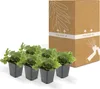 Waldsteinia ternata | 6 Stücke - 10-25cm - Ø9cm - Produktbild-Vorschau 10