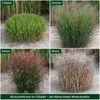 Stauden Gänge 1 x Panicum virgatum 'Squaw' im 1 Liter Topf Produktbild-Vorschau 7