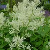 6 x Knöterich - Persicaria polymorpha  | Topf 9cm x 9cm Produktbild-Vorschau 1