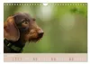 Dackel - lustige Gesellen auf kurzen Beinchen (Wandkalender Produktbild-Vorschau 8
