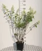 Hydrangea pan. 'Kyushu' - Rispenhortensie 40- 50 cm Produktbild-Vorschau 1