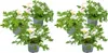 Bloomique - Zestaw 6 szt. - Pelargonium Graveolens - Podgląd zdjęcia produktu 1