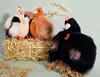 Doudou, verhalenboek over beren, pluchen kip, zwart, 28 cm Productafbeelding-voorbeeld 2