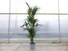 Kentia Premium Palme 160 - 180 cm | bis 10 Pflanzen im Topf Produktbild-Vorschau 8