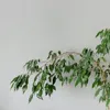 Figowiec fikus - Ficus benjamina 'Danielle' - Wysokość Podgląd zdjęcia produktu 4