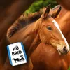 Pferd mit Kutsche Parkscheibe mit Spruch Hü brid Produktbild-Vorschau 3