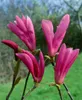 Magnolia liliiflora 'Susan', Purpur-Magnolie, purpurrosa, Produktbild-Vorschau 15