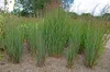 Stauden Gänge 1 x Panicum virgatum 'Heiliger Hain' im 1 Produktbild-Vorschau 4