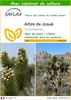 SAFLAX  - Arbre de Josué - 10 graines - Avec substrat - Voir les images du produit 1