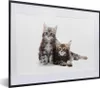 MuchoWow® MuchoWow® Gerahmtes Poster Zwei bezaubernde Maine Produktbild-Vorschau 1